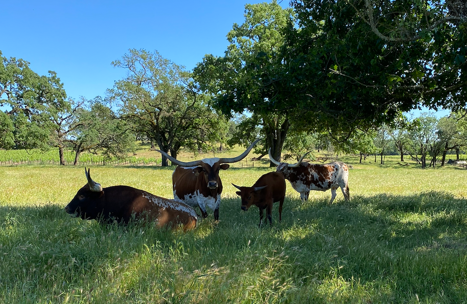 Sphaerics and Serres Ranch Wine Dinner - April 19, 2026