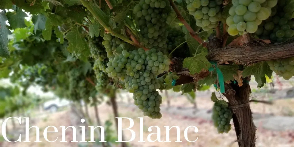 Chenin Blanc