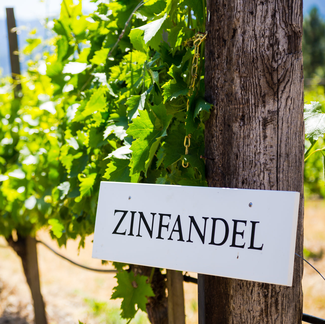 Zinfandel Collection